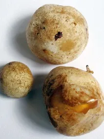 laboratorija