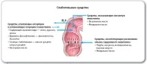 пребиотики деликтете