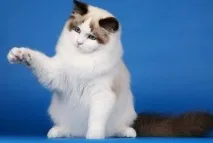 котка породата Ragdoll