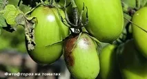 болест доматите