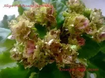 Фіалки на підвіконні, Allegro Pink Pistachio (J підвіконні