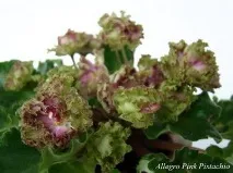 Фіалки на підвіконні, Allegro Pink Pistachio (J pink
