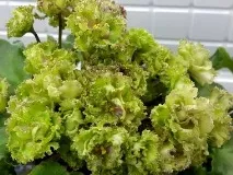 Фіалки на підвіконні, Allegro Pink Pistachio (J фіалки