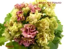 Фіалки на підвіконні, Allegro Pink Pistachio (J pink