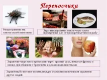 Еозинофілія крові, що це таке, причини підвищення, симптоми таке