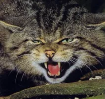 котка върху поведението