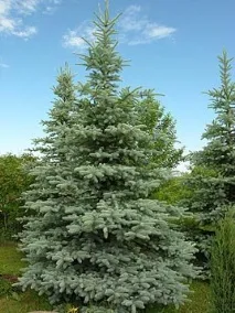 близько