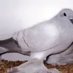 опашки широки