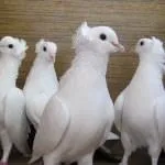 опашки баку