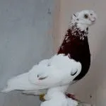 опашки широки