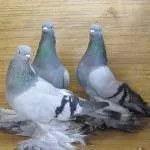 снимки широки