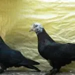 снимки гълъби