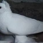 боеве баку