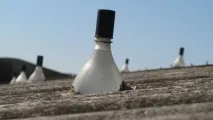 стая това