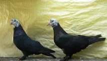 широки гълъби