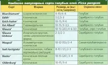 Смърч Колорадо бодлив смърч