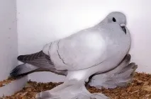 гълъби гълъби