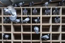 прави
