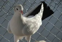 снимки опашки