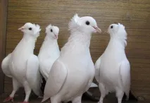 баку широки