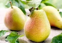 Груша - користь та шкода, застосування в народних рецептах груша
