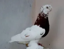 опашки баку