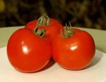 холандски семена