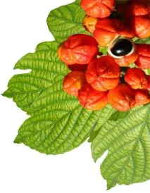 Гуарана (Paullinia cupana) cupana