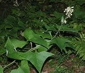 Какалія гриваста (списоподібна), лікування, Народна медицина лікування