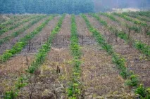 Як вирощують Новорічні ялинки в Данії ялинки
