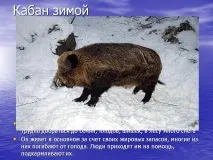 Кабан взимку - Презентація 22641-11. презентація