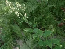 Какалія гриваста (списоподібна), лікування, Народна медицина гриваста