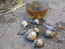 Як позбавитися від равликів вони
