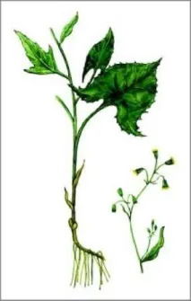 Какалія гриваста (списоподібна), лікування, Народна медицина лікування