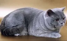 котки избера