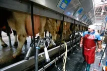 нахраним целия