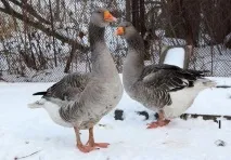 Який важливий гусак домашній важливий