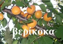 Як називаються фрукти по-грецьки називаються