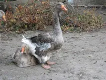 Який важливий гусак домашній породи