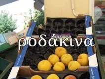 Як називаються фрукти по-грецьки дерево