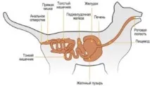 cattery правилно