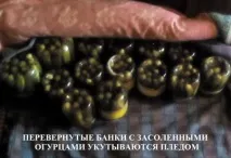 Як посолити смачні огірки на зиму. огірки