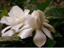 вашата Gardenia jasminoides