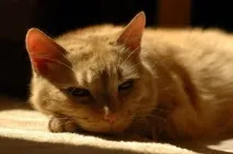 грижим котка