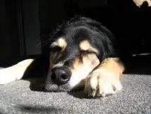 якщо