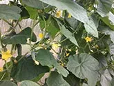 различни различни