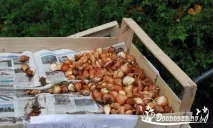 Як зберігати цибулини тюльпанів - домашній путівник з усіх питань тюльпанів