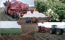 Картоплярство Новгородської області - Журнал - Картопляна система новгородської