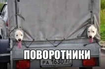КАРТИНКИ про ПРИКОЛИ з написами СМІШНИМИ до сліз! смішними