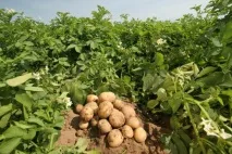Як виростити картоплю з паростків картоплю
